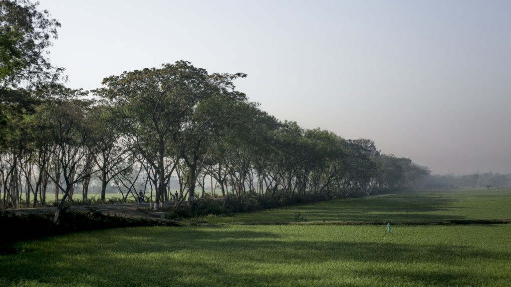 A photo of a line of trees.